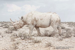 White Rhino photographed by Maroesjka Lavigne in Etosha National Park, Namibia. pic from ecowatch/OnEarth 