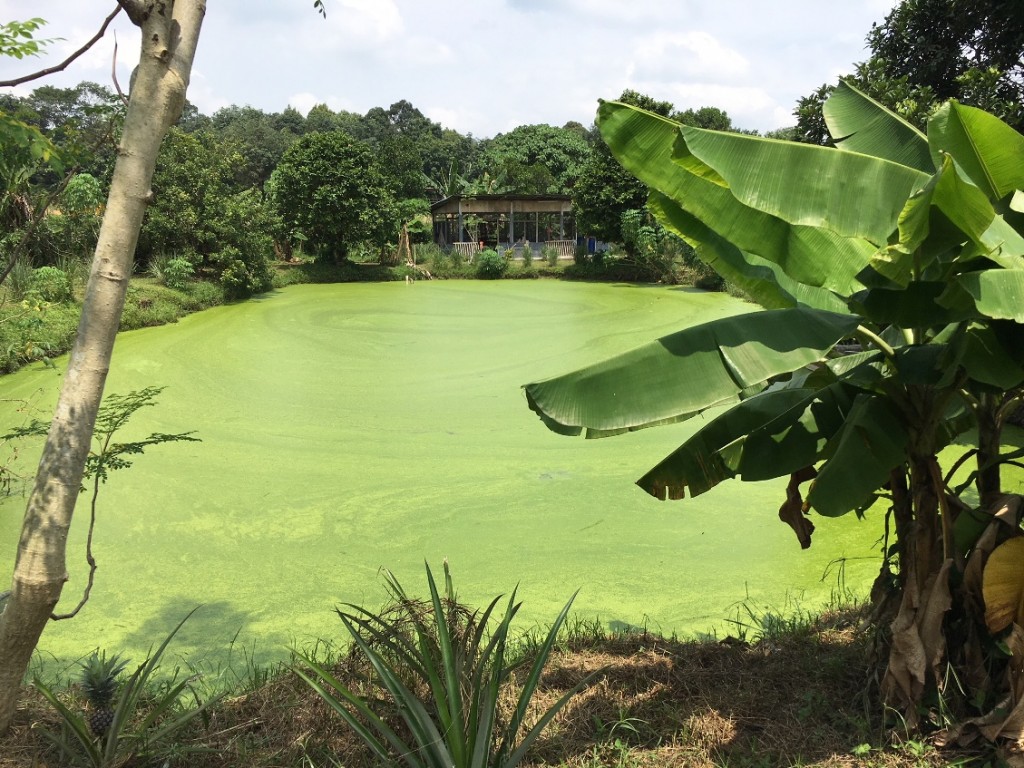 The scenic duckweed pond