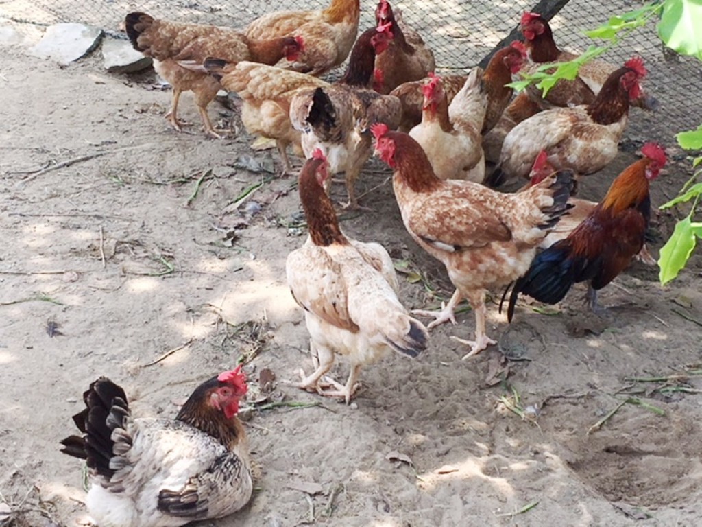 Chickens at Uncle Rani Organic Chicken Farm