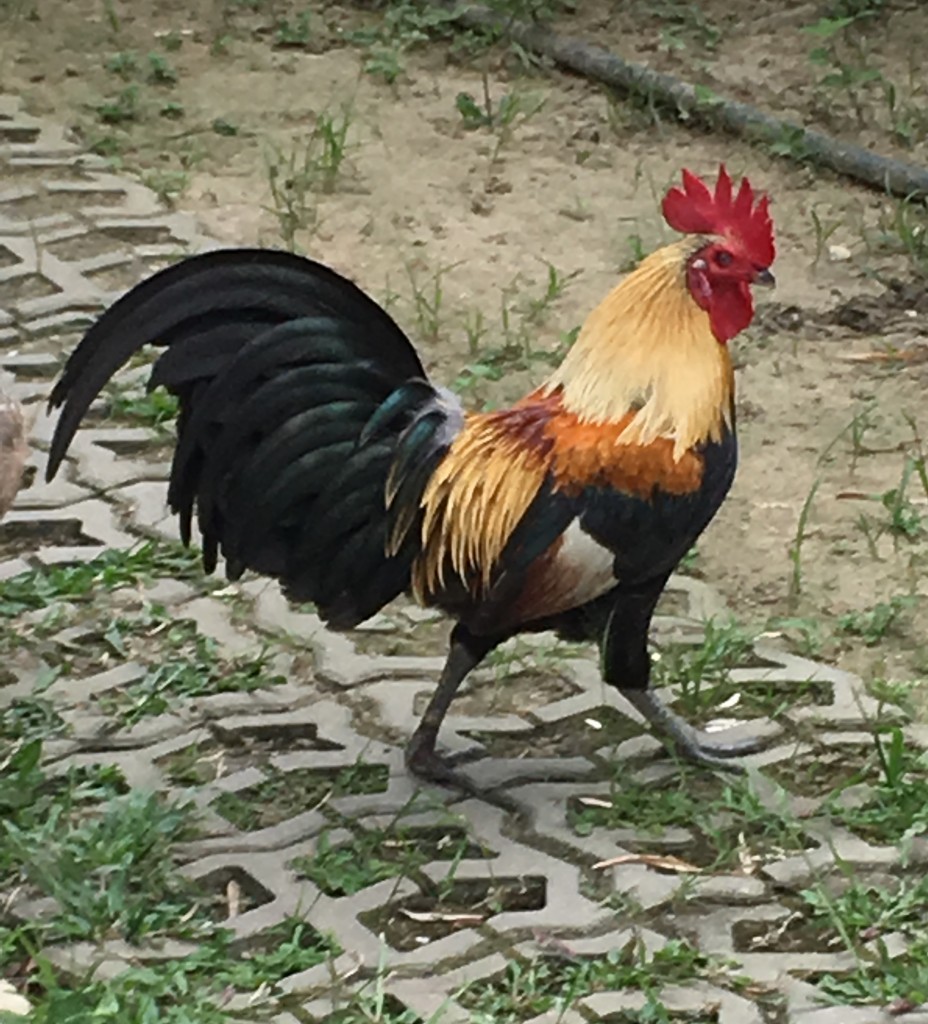 A handsome rooster crosses our path