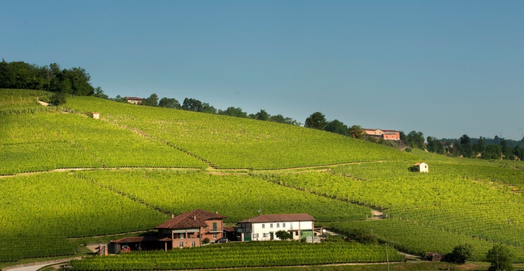 Sweeping vista of Ravera, another Pio Cesare vineyard